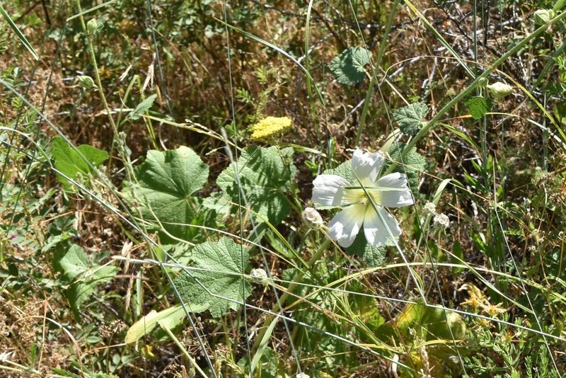 Alcea nudiflora, photographed by Kudaibergen Amirekul