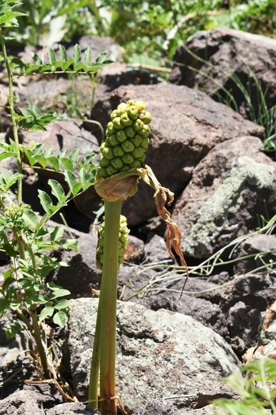 Arum korolkowii, photographed by Kudaibergen Amirekul