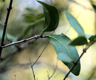 Pedistylis galpinii, photographed by Wynand Uys