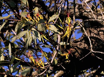 Pedistylis galpinii, photographed by Wynand Uys