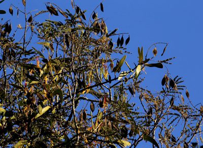 Pedistylis galpinii, photographed by Wynand Uys