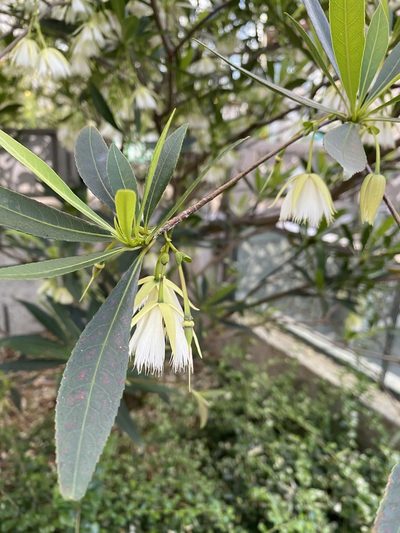 Elaeocarpus hainanensis, photographed by Cesar Harada