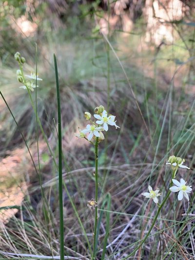 Schoenolirion albiflorum, photographed by Brandon Corder