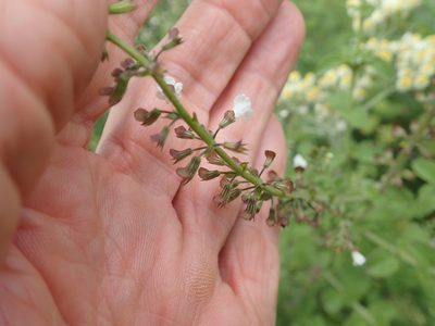 Endostemon obtusifolius, photographed by Peter Warren