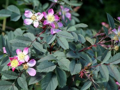 Rosa glauca, photographed by Wolfgang Jauch