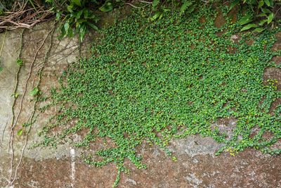 Ficus vaccinioides, photographed by 國立臺灣博物館