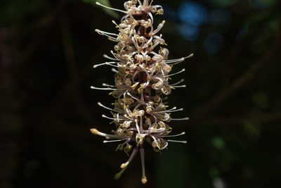Helicia formosana, photographed by 國立臺灣博物館
