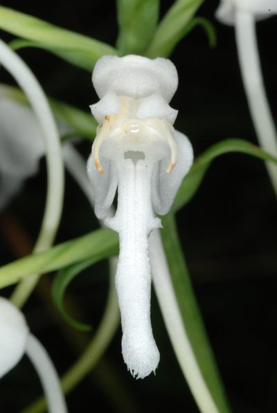 Platanthera integrilabia, photographed by Douglas Goldman