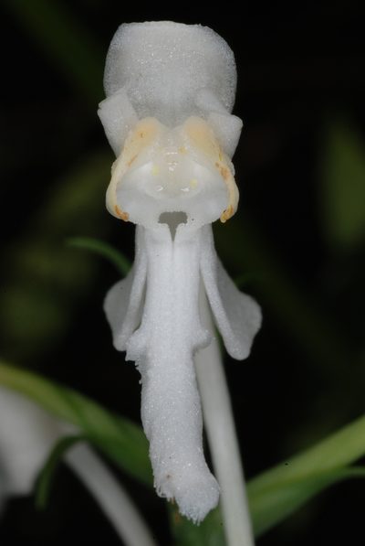 Platanthera integrilabia, photographed by Douglas Goldman