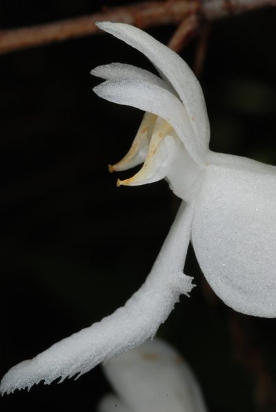 Platanthera integrilabia, photographed by Douglas Goldman