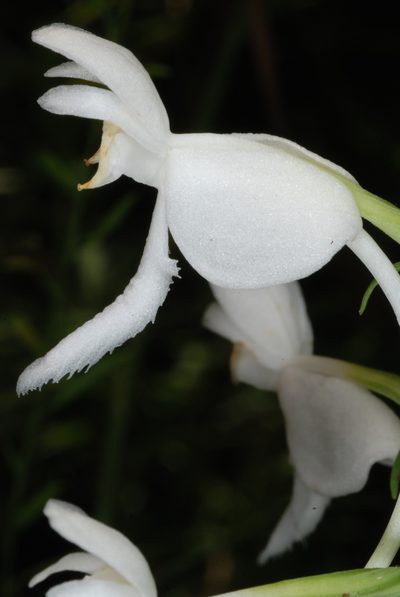 Platanthera integrilabia, photographed by Douglas Goldman