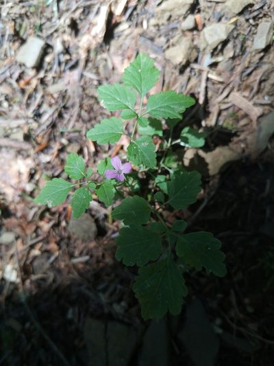 Cardamine chelidonia, photographed by Mattia Menchetti