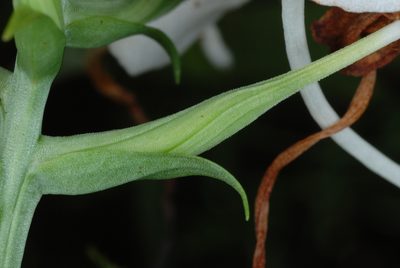 Platanthera integrilabia, photographed by Douglas Goldman