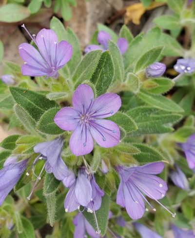 Collomia debilis, photographed by Kate
