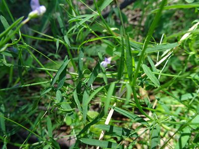 Vicia parviflora, photographed by Thomas Koffel