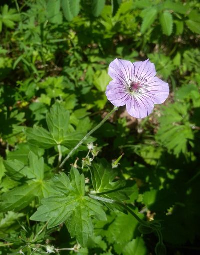 Geranium wlassovianum, photographed by Юлия