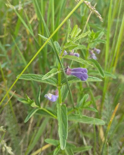 Scutellaria scordiifolia, photographed by Юлия