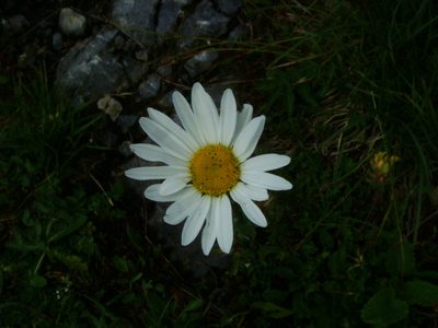 Leucanthemum atratum, photographed by Christian Berg