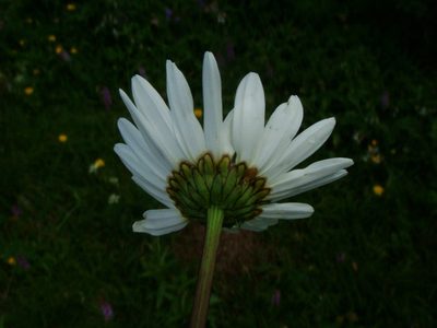 Leucanthemum atratum, photographed by Christian Berg
