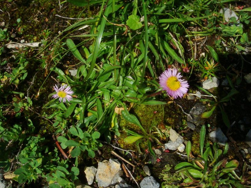 Erigeron acer, photographed by Christian Berg