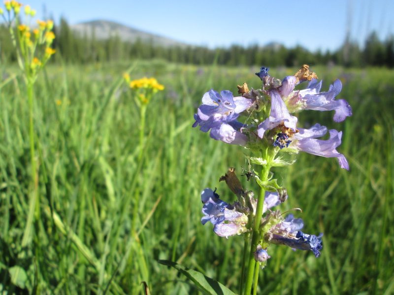 Penstemon globosus, photographed by Nolan Exe