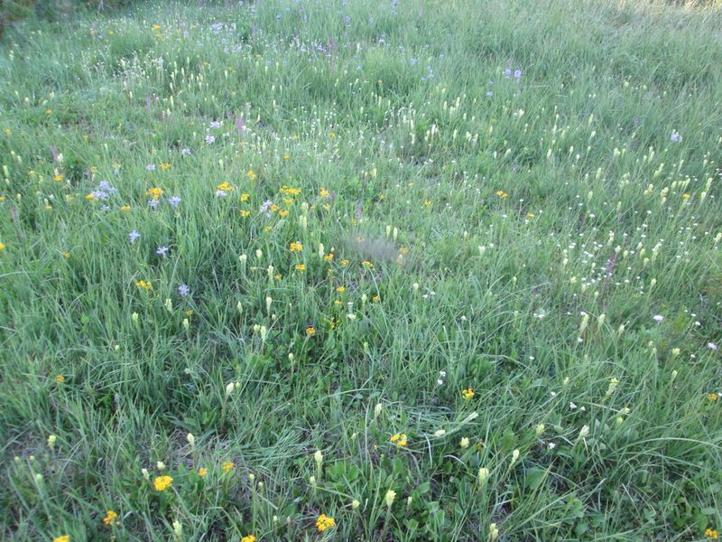 Castilleja cusickii, photographed by Nolan Exe