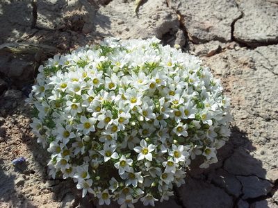 Linanthus demissus, photographed by Jason Eckberg