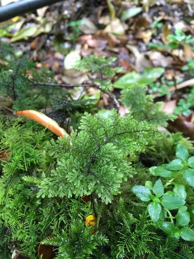 Hymenophyllum dentatum, photographed by Aira Francisca Faúndez Fallau