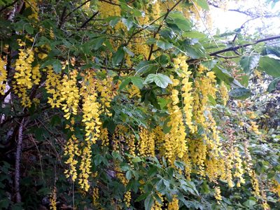 Laburnum alpinum, photographed by Tommy Andriollo