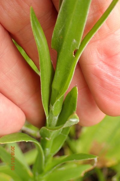 Helichrysum longifolium, photographed by Peter Warren