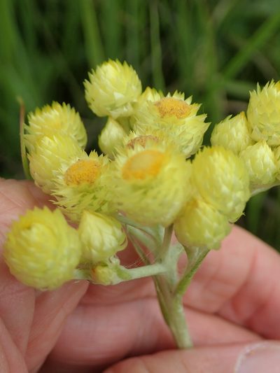Helichrysum longifolium, photographed by Peter Warren
