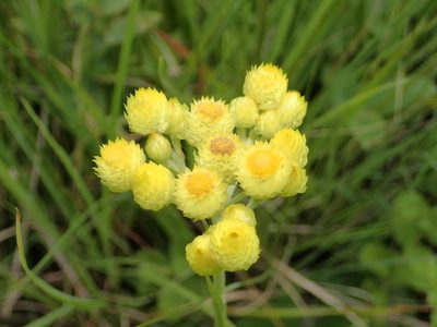 Helichrysum longifolium, photographed by Peter Warren