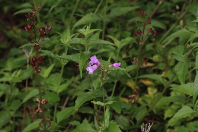 Penstemon tenuis, photographed by Rich Sommer