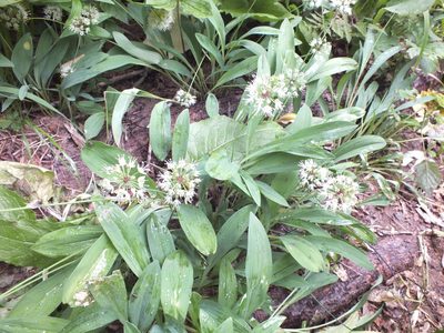 Allium microdictyon, photographed by Татьяна Фирсова