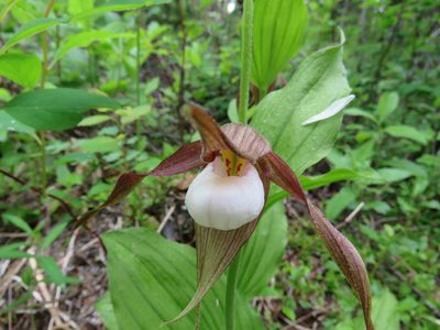 Cypripedium montanum, photographed by James Telford