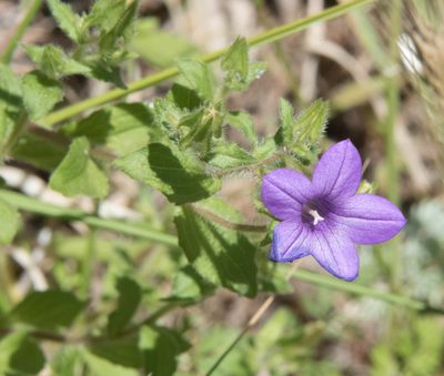 Campanula dichotoma, photographed by Don Loarie