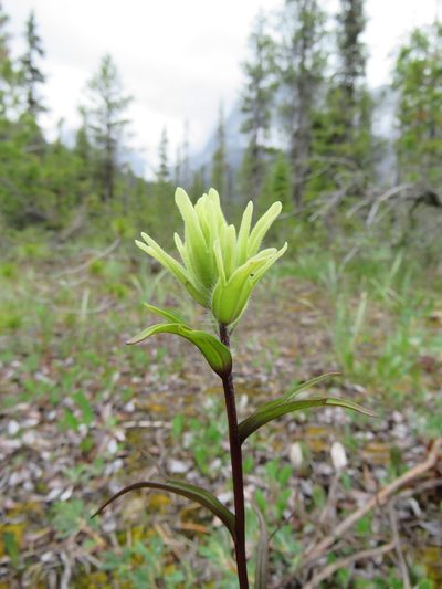 Castilleja lutescens, photographed by James Telford