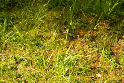 Carex folliculata, photographed by Kevin Faccenda