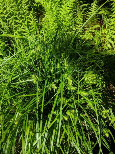 Carex baileyi, photographed by Kevin Faccenda