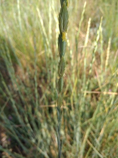 Thinopyrum elongatum, photographed by Valerii Darmostuk