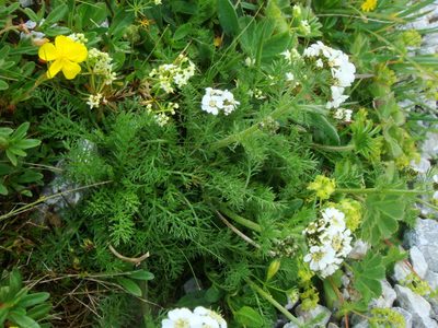 Achillea clusiana, photographed by Christian Berg