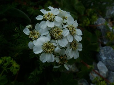 Achillea clusiana, photographed by Christian Berg
