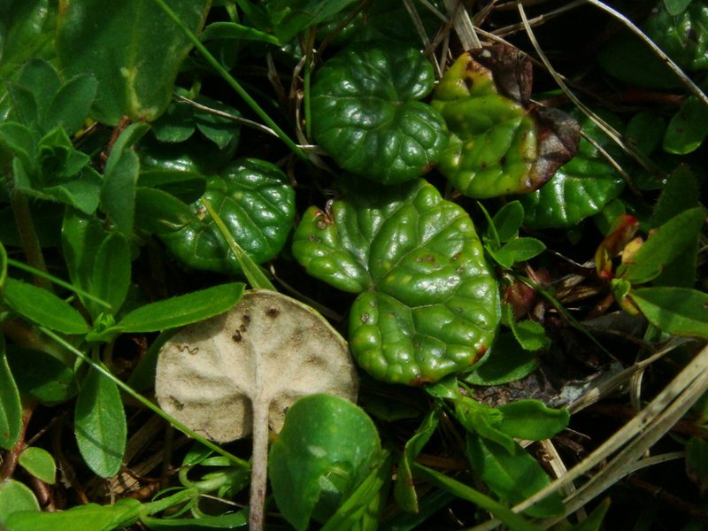 Homogyne discolor, photographed by Christian Berg