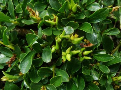 Salix retusa, photographed by Christian Berg
