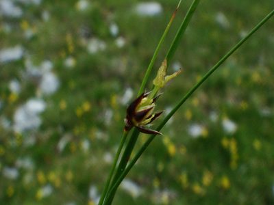 Oreojuncus monanthos, photographed by Christian Berg