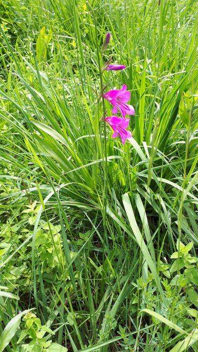 Gladiolus palustris, photographed by Markus Krieger
