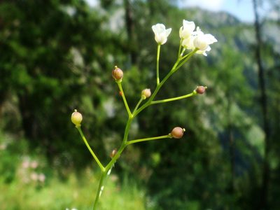 Kernera saxatilis, photographed by Christian Berg