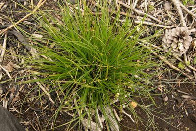Carex umbellata, photographed by Kevin Faccenda