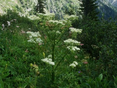 Pleurospermum austriacum, photographed by Christian Berg