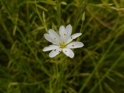 Stellaria palustris, photographed by Eugene Popov